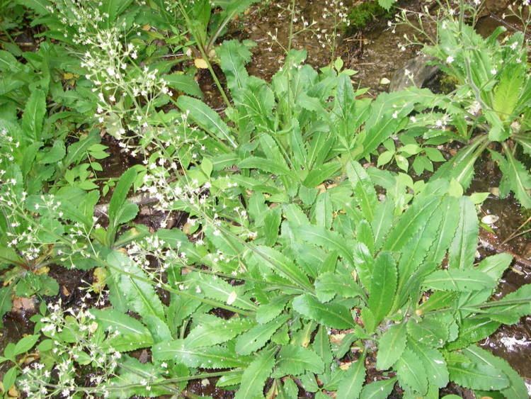 Micranthes micranthidifolia