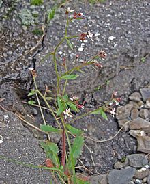 Micranthes petiolaris httpsuploadwikimediaorgwikipediacommonsthu