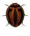 Micraspis (Coccinellidae genus) httpsuploadwikimediaorgwikipediacommonsthu