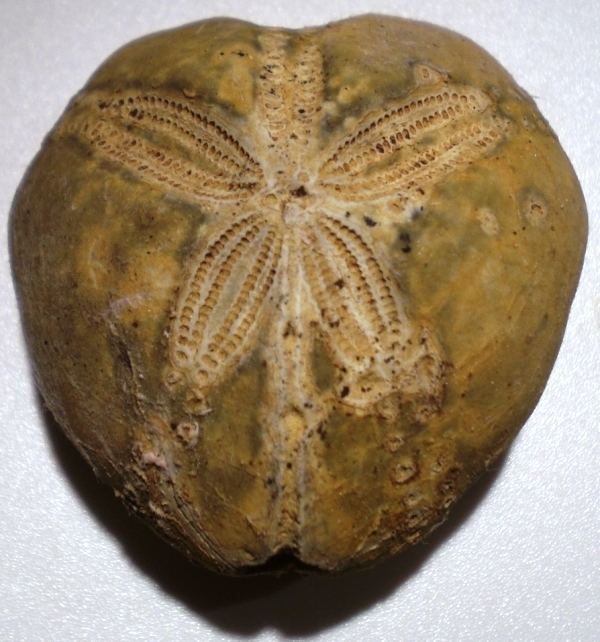Micraster Micraster sp Turonian Picardy France Members Gallery The Fossil