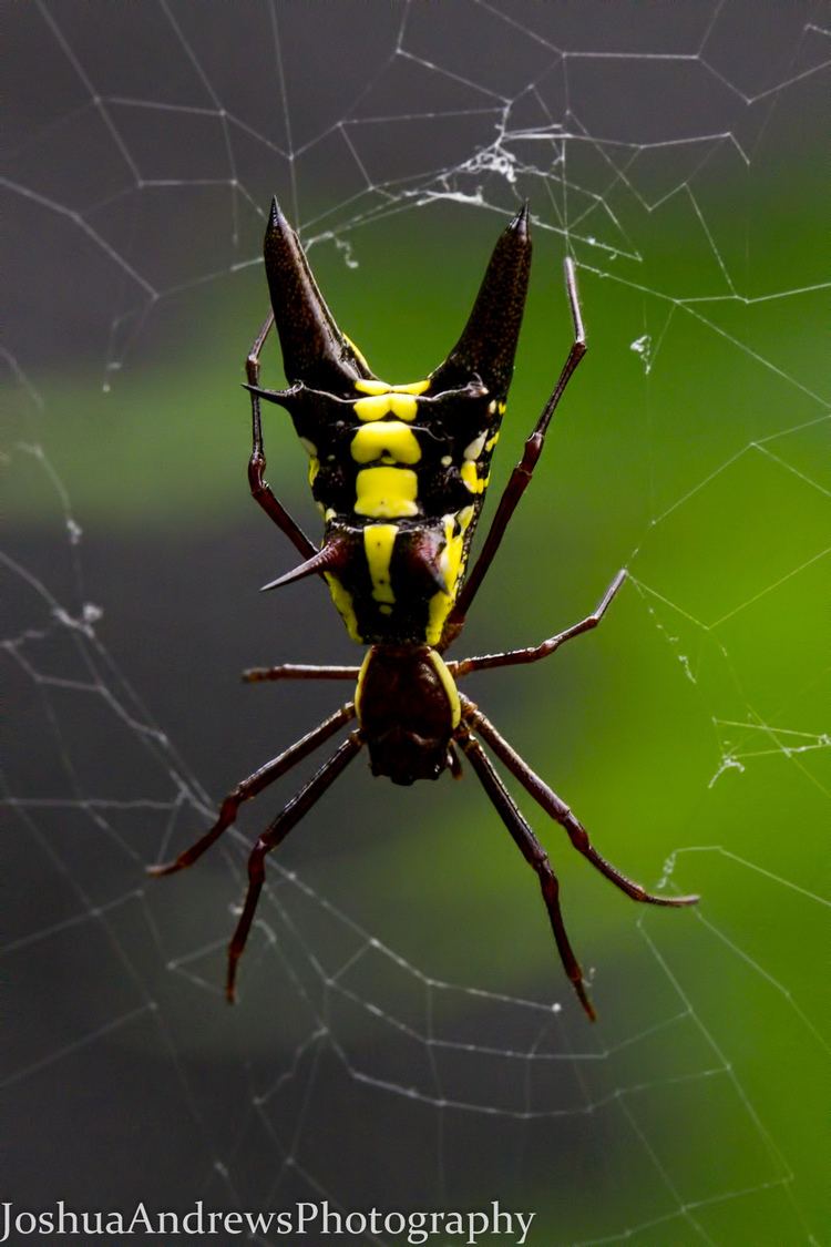 Micrathena Spiders at Spiderzrule the best site in the world about spiders