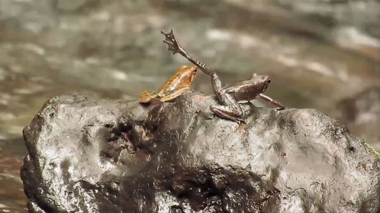 Micrixalus Micrixalus dancing frogs of India YouTube