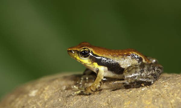 Micrixalus Dancing frogs scientists discover 14 new species in India PHOTOS
