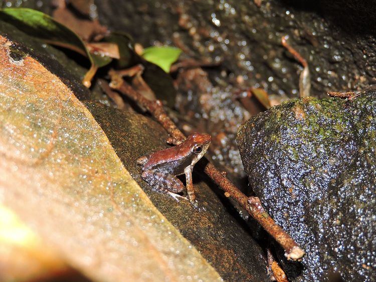 Micrixalus elegans