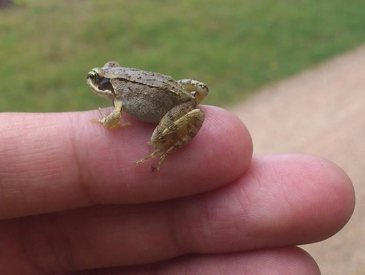 Micro frog Micro frog Imgur