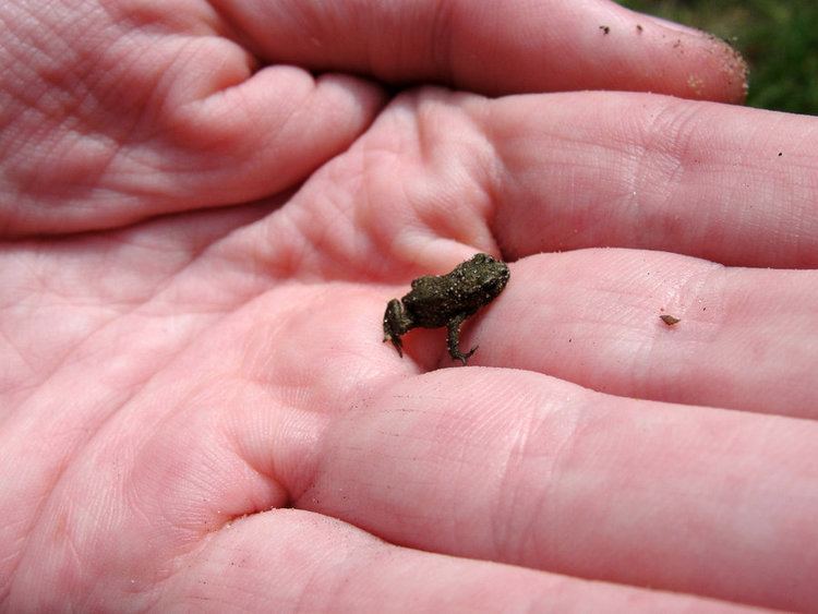 Micro frog Micro Frog by mrsnerg on DeviantArt