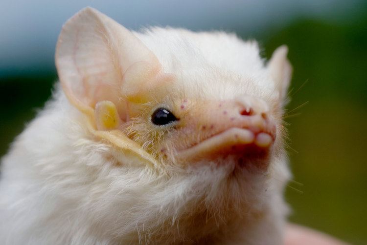 Microbat Meet the Microbats Winged Creatures39 Secrets Revealed