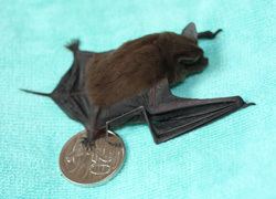 Microbat bats