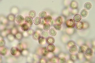 Microbotryum violaceum Microbotryum violaceum Discover Life