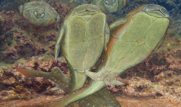 Microbrachius The origin of sex has been discovered in extinct fish Microbrachius