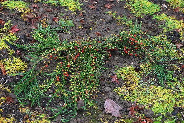Microcachrys Microcachrys tetragona Landscape Plants Oregon State University