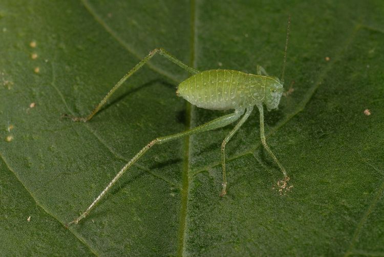 Microcentrum greater anglewing katydid Microcentrum rhombifolium