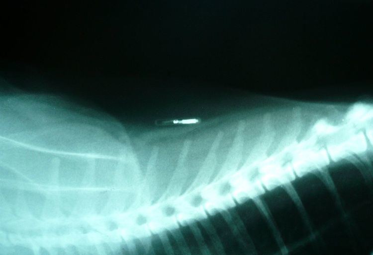 Microchip implant (animal)