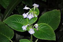 Microchirita Alchetron The Free Social Encyclopedia