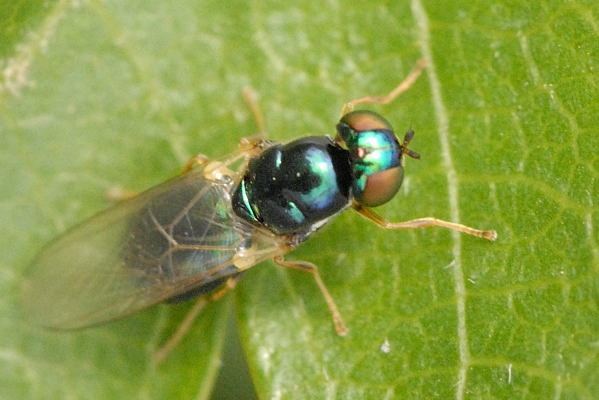 Microchrysa cyaneiventris