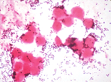Micrococcaceae STAPHYLOCOCCUS