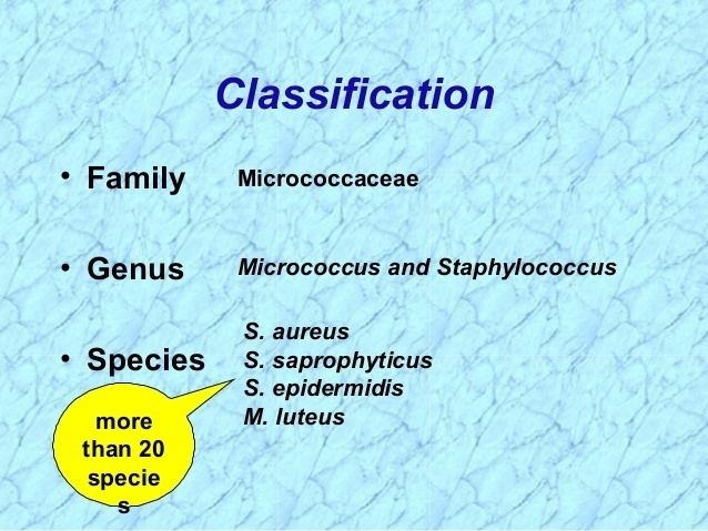 Micrococcaceae Lecture pp5amp6staphylococcus