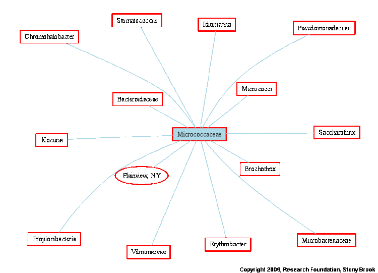 micrococcaceae alchetron the free social encyclopedia bacteria lower classifications
