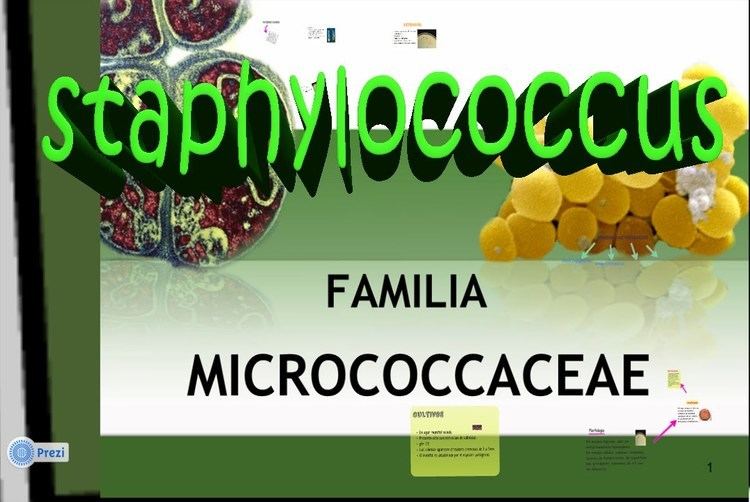 Micrococcaceae Micrococcaceae Staphylococcus aureus YouTube