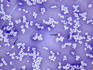 Micrococcus luteus Micrococcus MicrobeWiki