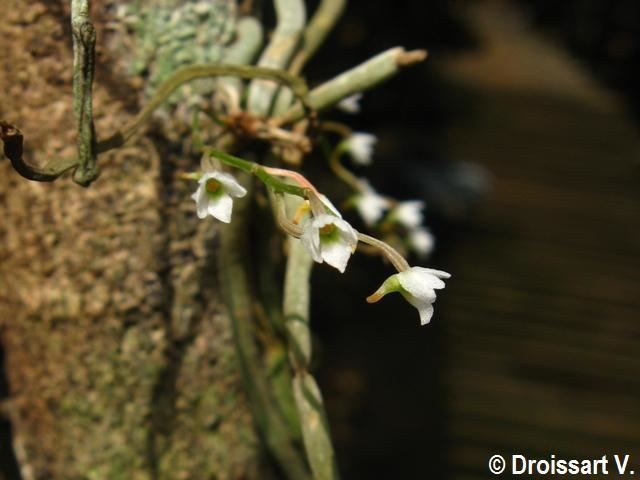 Microcoelia Orchids from Central Africa Species pictures Orchidaceae