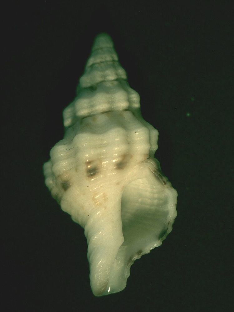Microcolus dunkeri