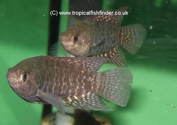 Microctenopoma Tropical Fish Findercouk The ultimate UK fish keeping resource
