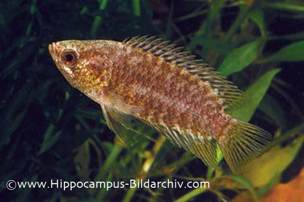 Microctenopoma Microctenopoma fasciolatum Banded ctenopoma Seriously Fish