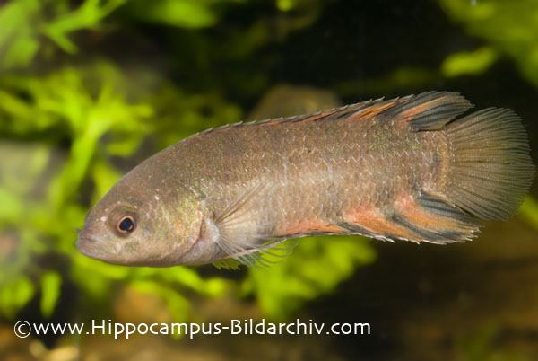 Microctenopoma ansorgii Microctenopoma ansorgii Ornate ctenopoma Seriously Fish