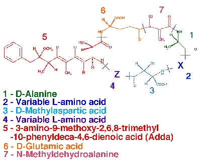 Microcystin wwwcyanositebiopurdueeducyanotoxtoxinsMcystgif