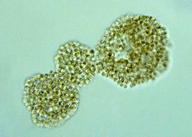 Microcystis Microcystis Cells small irregularly dispersed in homogenous jelly