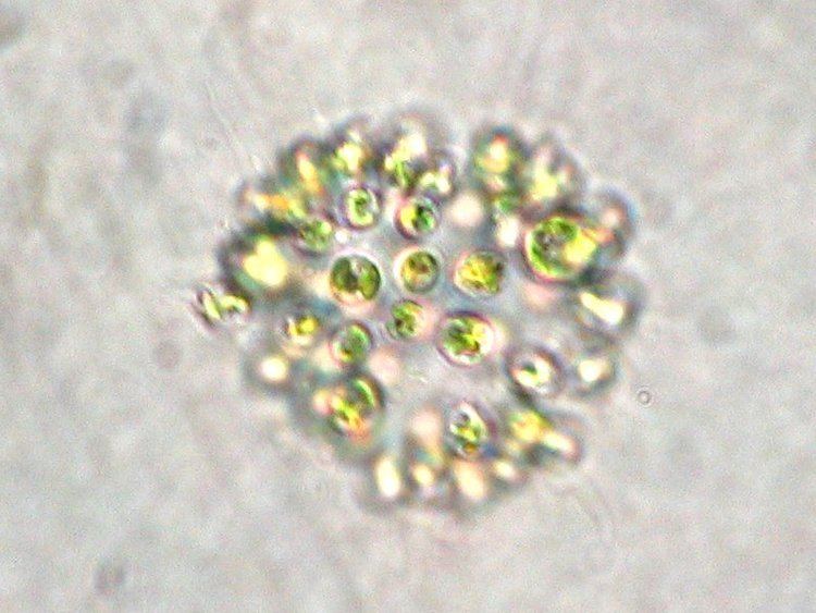 Microcystis httpsuploadwikimediaorgwikipediacommonsbb
