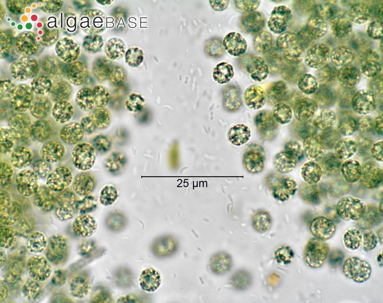 Microcystis Microcystis aeruginosa Ktzing Ktzing Algaebase