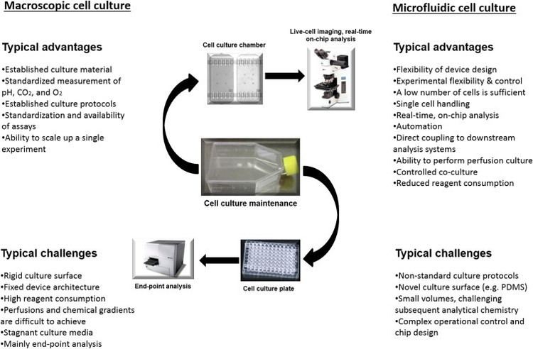 Microfluidic cell culture Advantages and challenges of microfluidic cell culture in