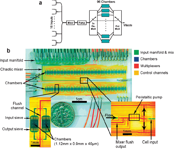 Microfluidic cell culture Fundamentals of microfluidic cell culture in controlled