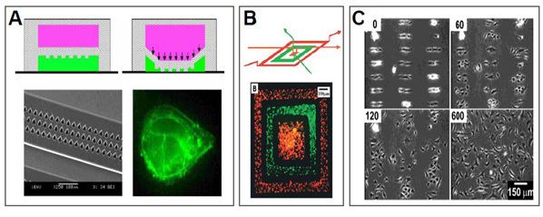 Microfluidic cell culture Microfluidic for cell biology Concepts and methodologies Elveflow