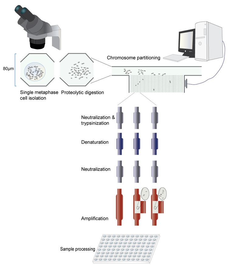 Microfluidic whole genome haplotyping