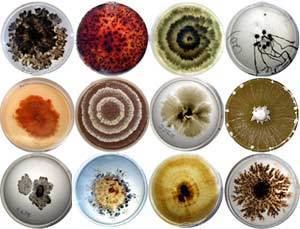 Microfungi Diversity ecology and systematics of symbiotic microfungi