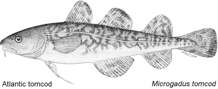 Microgadus tomcod Molecular Systematics of codfish