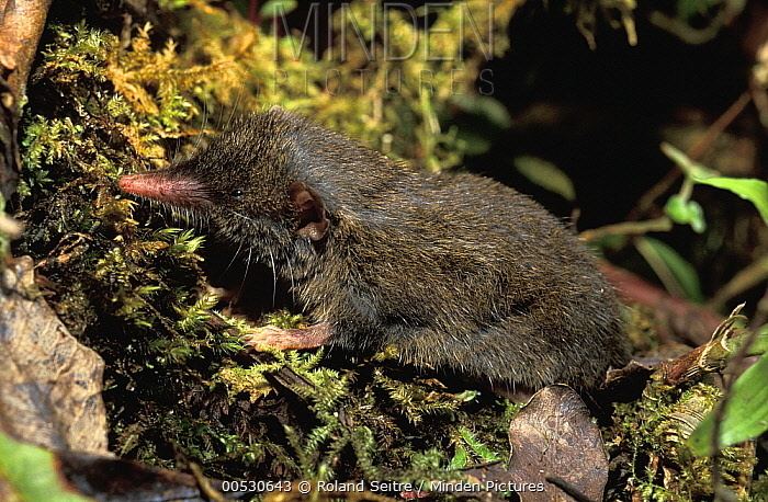 Microgale Minden Pictures stock photos Shrew Tenrec Microgale sp newly