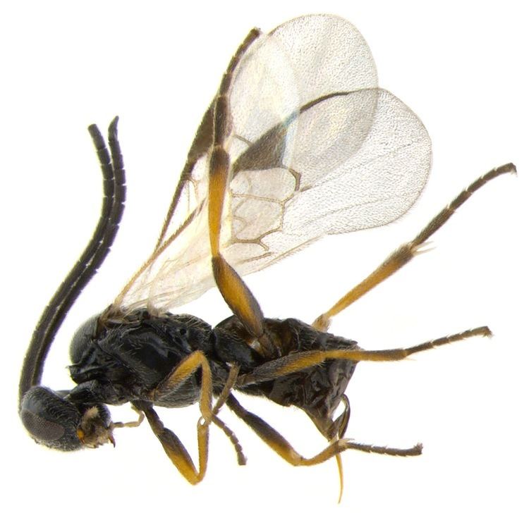 Microgastrinae Media gallery Microgastrinae Wasps of the World