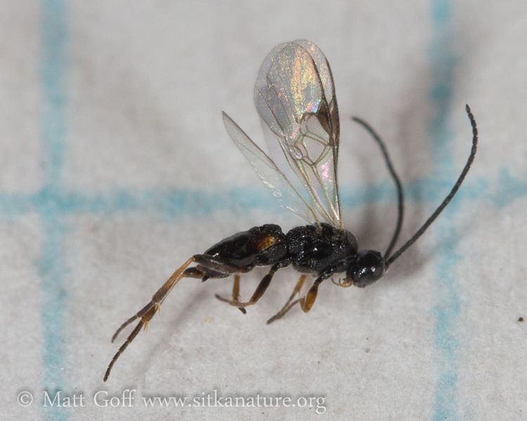 Microgastrinae Small Wasp Microgastrinae Sitka Nature