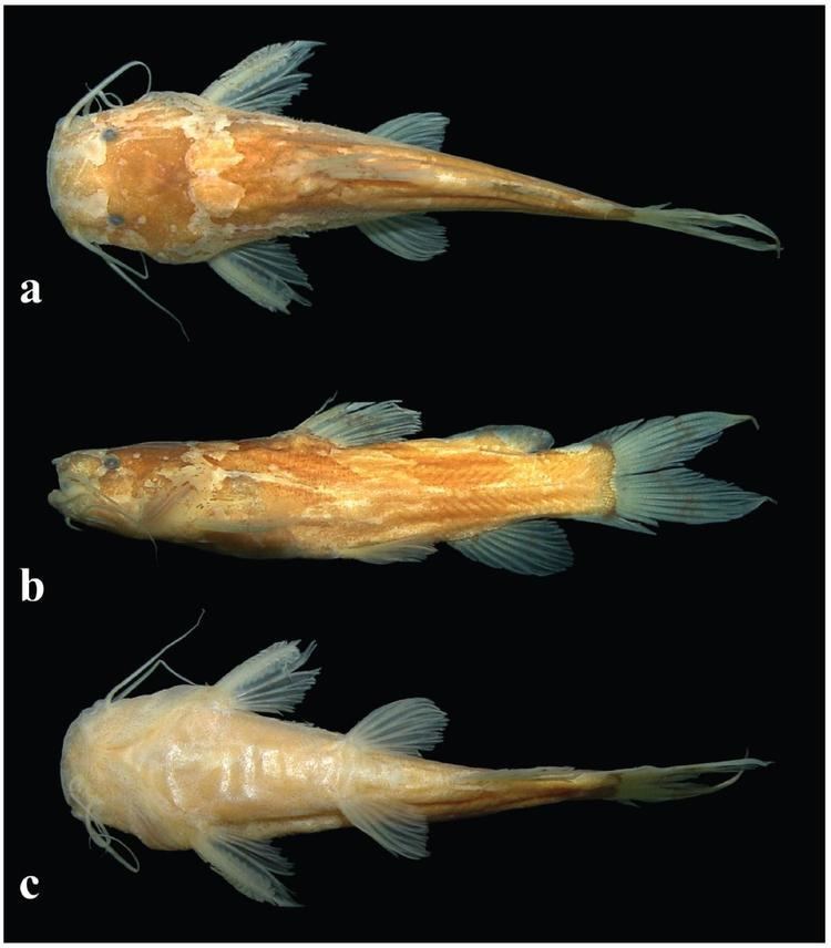 Microglanis Description of a new species of Microglanis Siluriformes