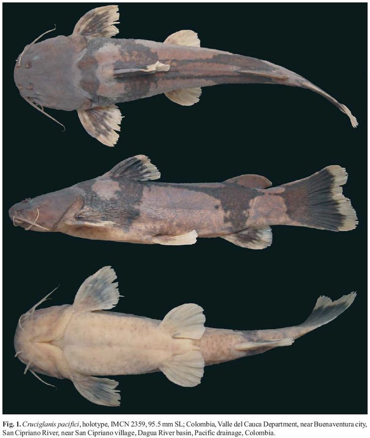 Microglanis Microglanis pataxo a new catfish from southern Bahia coastal rivers