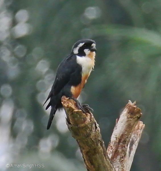 Microhierax Oriental Bird Club Image Database Blackthighed Falconet