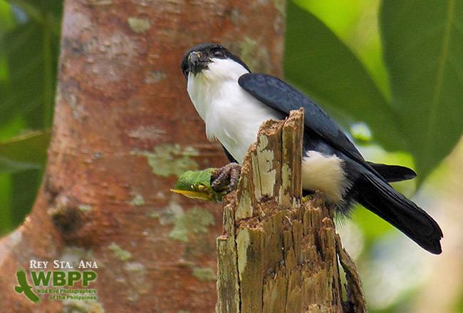 Microhierax Oriental Bird Club Image Database Philippine Falconet
