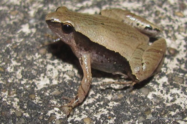 Microhyla heymonsi Darkside Narrowmouth Frog Reptiles and Amphibians of Bangkok
