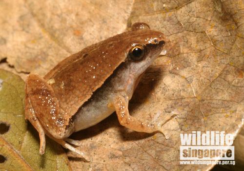 Microhyla heymonsi Wildlife Singapore Darksided Chorus Frog
