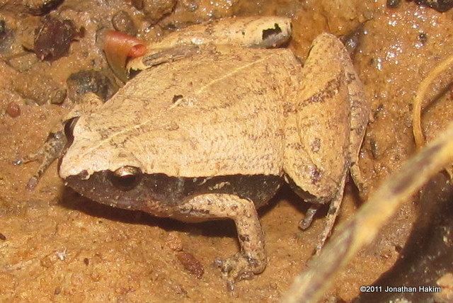 Microhyla heymonsi Darkside Narrowmouth Frog Reptiles and Amphibians of Bangkok