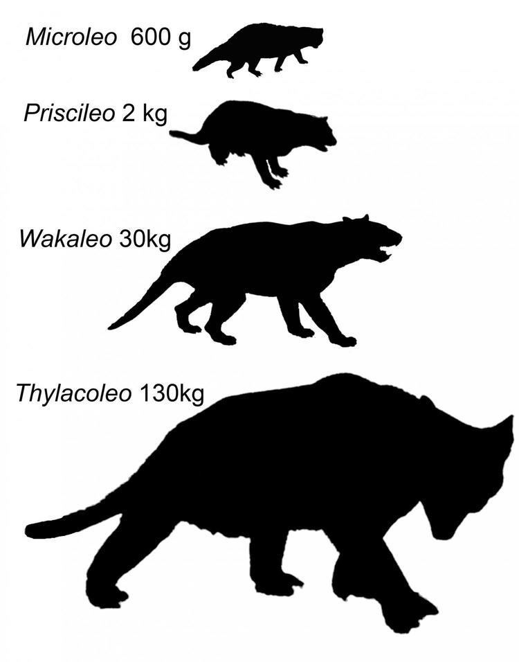 Microleo An extinct 600gram 39microlion39 has been discovered in Australia